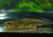 SEWELLIA SPECIOSA