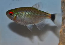 MOENKHAUSIA SANCTAEFILOMENAE M