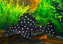 L007 GALAXY PLECO