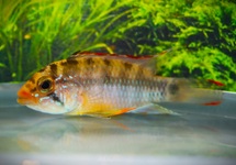 DWARF CICHLID LADISLOA
