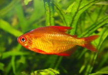 HYPHESSOBRYCON SP. MZUEL RED CHERRY