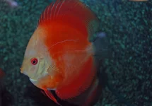 S. AEQUIFASCIATUS RED MELON S