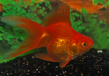 VOILE DE CHINE RYUKIN ROUGE