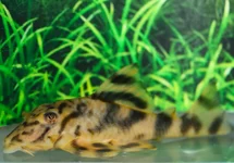 L202 PECKOLTIA LINEOLA