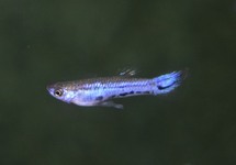 PARA-KÄRPFLING MELANZONA BLAU (M/F)