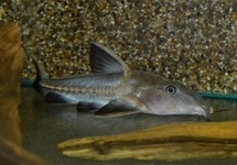 NIGER DOORNMEERVAL
