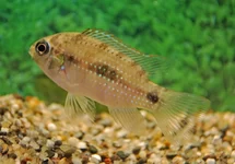 ANOMALOCHROMIS THOMASI M