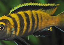 MALAWI CICHLIDE FLAVUS