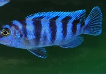 MALAWI CICHLIDE LOMBARDOI