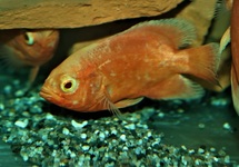 PAUWOOGCICHLIDE SUPER ROOD