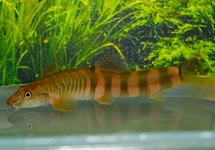 PIRANHA HOLLANDI