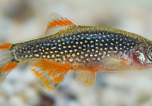 GALAXY RASBORA