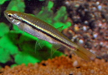 ESOMUS LINEATUS