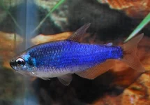 KONINGSZALM SUPER BLAUW