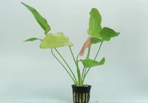 Eriocaulon sp. 'Dong Ha' - PE