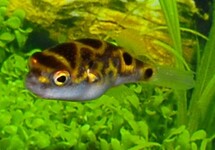 FIGURE 8 PUFFER