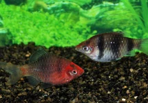 BLACK RUBY BARB