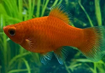 PLATY ROOD