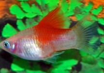 PLATY WHITE RED TOP
