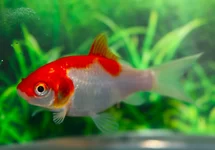 CAR. AURATUS SARASA 4/7