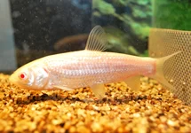 GRASKARPER ALBINO
