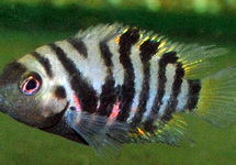 ZEBRABUNTBARSCH