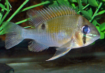 CICHLIDÉ CUPIDON
