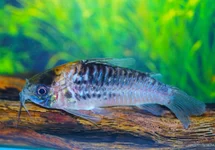 NIJSSEN'S CORY