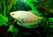 TRICHOPODUS TRICHOPTERUS PLATINUM S/M