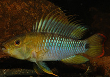 INCA DWARFCICHLID