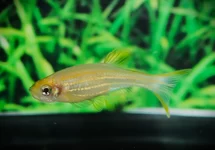 ZEBRADANIO GOUD