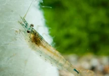 CARIDINA MULTIDENTATA L