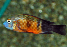 TANGANYIKA CICHLIDE MOORII BEMBA