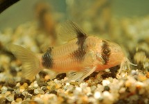 CORYDORAS DE WEITZMAN