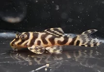 L066 KING TIGER PLECO