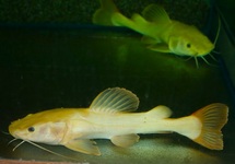 PLATINUM REDTAIL CATFISH