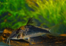 CORYDORAS FOWLERI