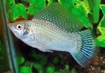 POECILIA LATIPINNA SILVER M