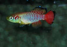 NOTHOBRANCHIUS GUENTHERI M
