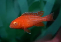 AULONOCARA SP. DRAGON BLOOD ALBINO S