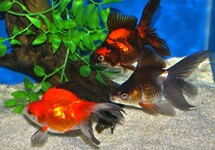 VOILE DE CHINE RYUKIN ASSORTIS