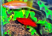 SWORDTAIL LONGFIN MIX