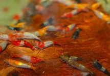NEOCARIDINA DAVIDI MIXED RILI M