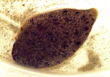 SOLE HARMANDI