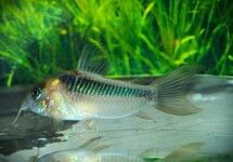 PANTSERMEERVAL RABAUTI