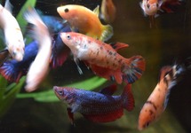BETTA KING FEMALE