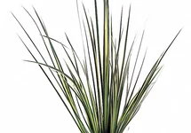 Acorus gramineus 'Variegatus' - PT
