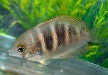 PAREL CICHLIDE