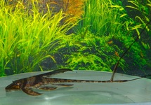 LLANERO HARNISCHWELS