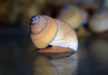 WHITE WIZARD SNAIL